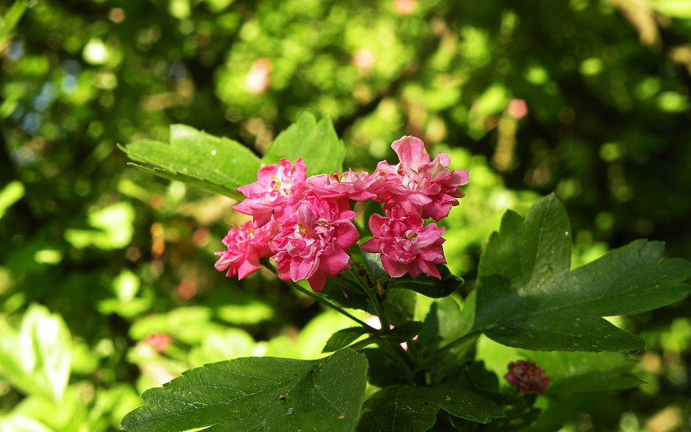 red flower plant photo HD wallpaper