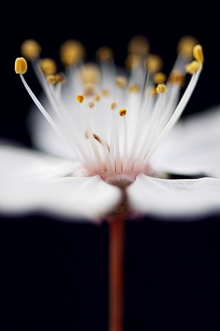 white petaled flower close-up photo HD wallpaper