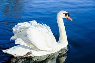 close-up photo of a mute swan on body of water