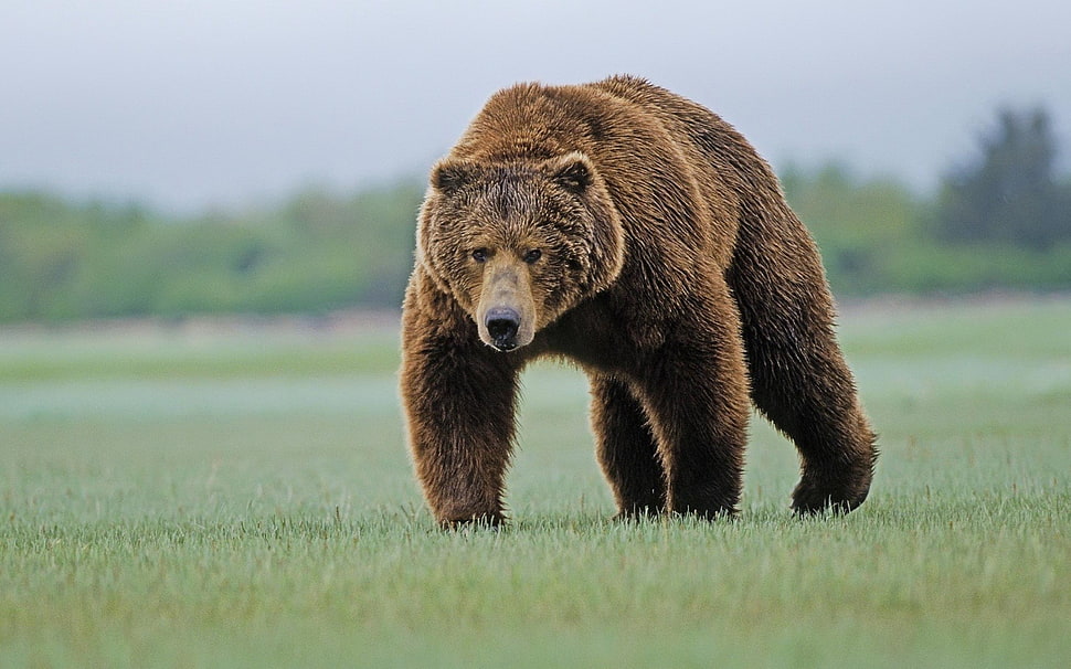 brown bear, bears, nature, animals, Grizzly bear HD wallpaper