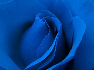 macro photo of blue flower HD wallpaper