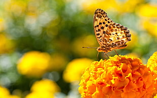 brown and black butterfly on orange petaled flower against bokeh background