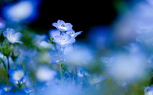 depth of field photography of blue-and-white petaled flower plants