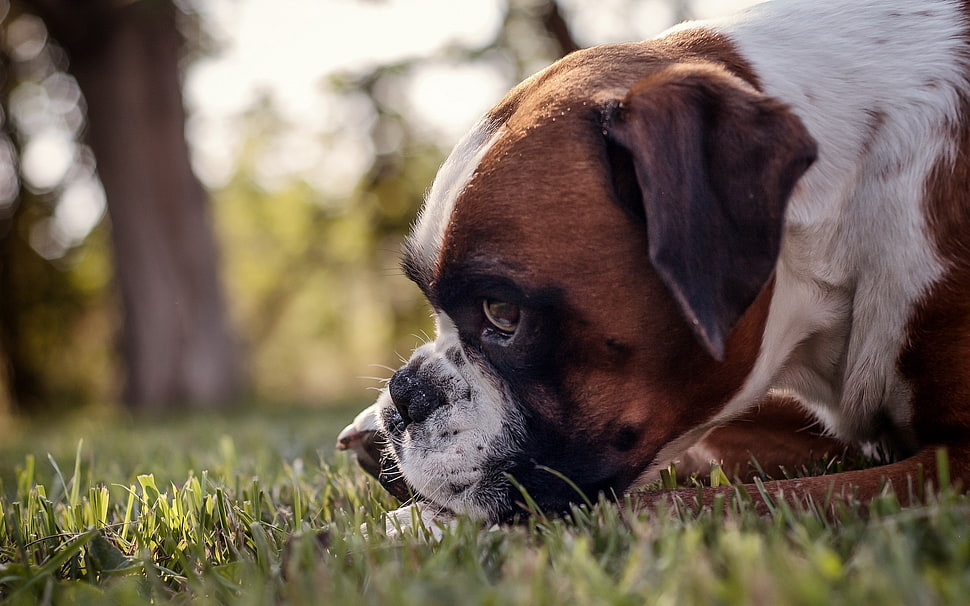 brown and white short-coated dog in grass HD wallpaper