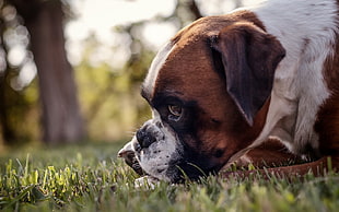 brown and white short-coated dog in grass