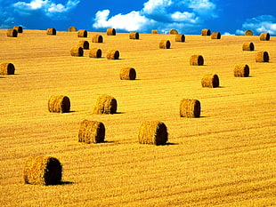 brown bale of hay lot, haystacks, landscape, field, farm