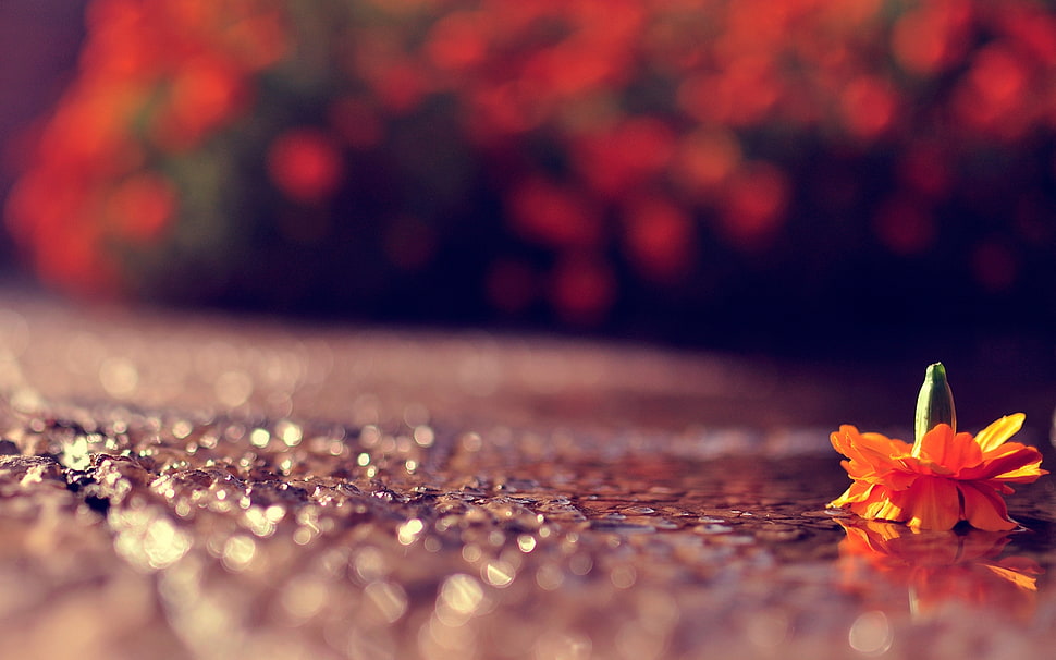 orange flower HD wallpaper