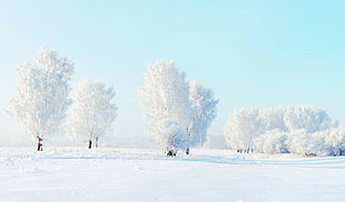 snowfield surface with trees during daytime