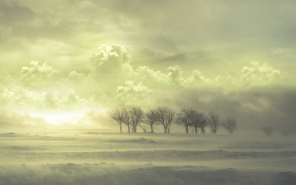 trees under white clouds at sunrise HD wallpaper