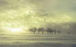 trees under white clouds at sunrise