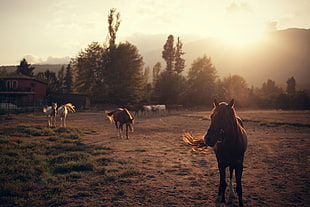 herd of horse, horse, landscape HD wallpaper
