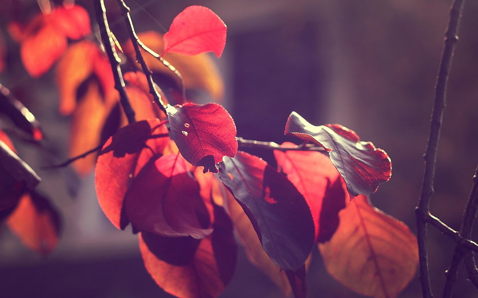 red leaf tree HD wallpaper