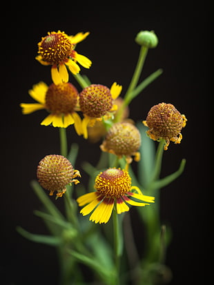 macro photography of sunflowers, sneezeweed HD wallpaper