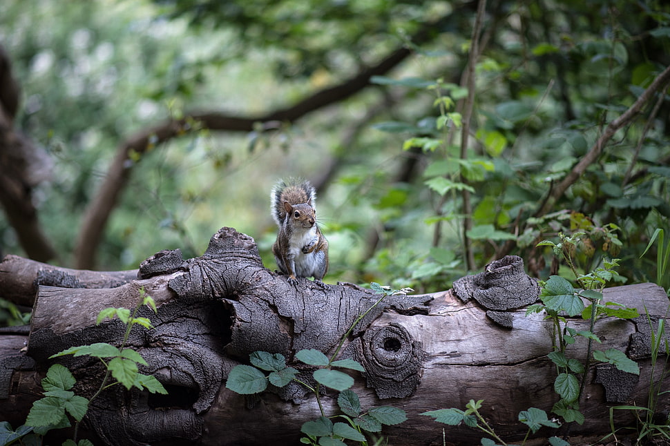 squirrel standing on tree branch HD wallpaper