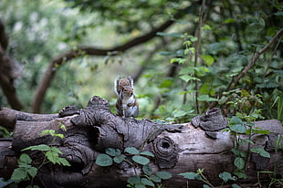 squirrel standing on tree branch