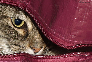 brown tabby cat close-up photo HD wallpaper
