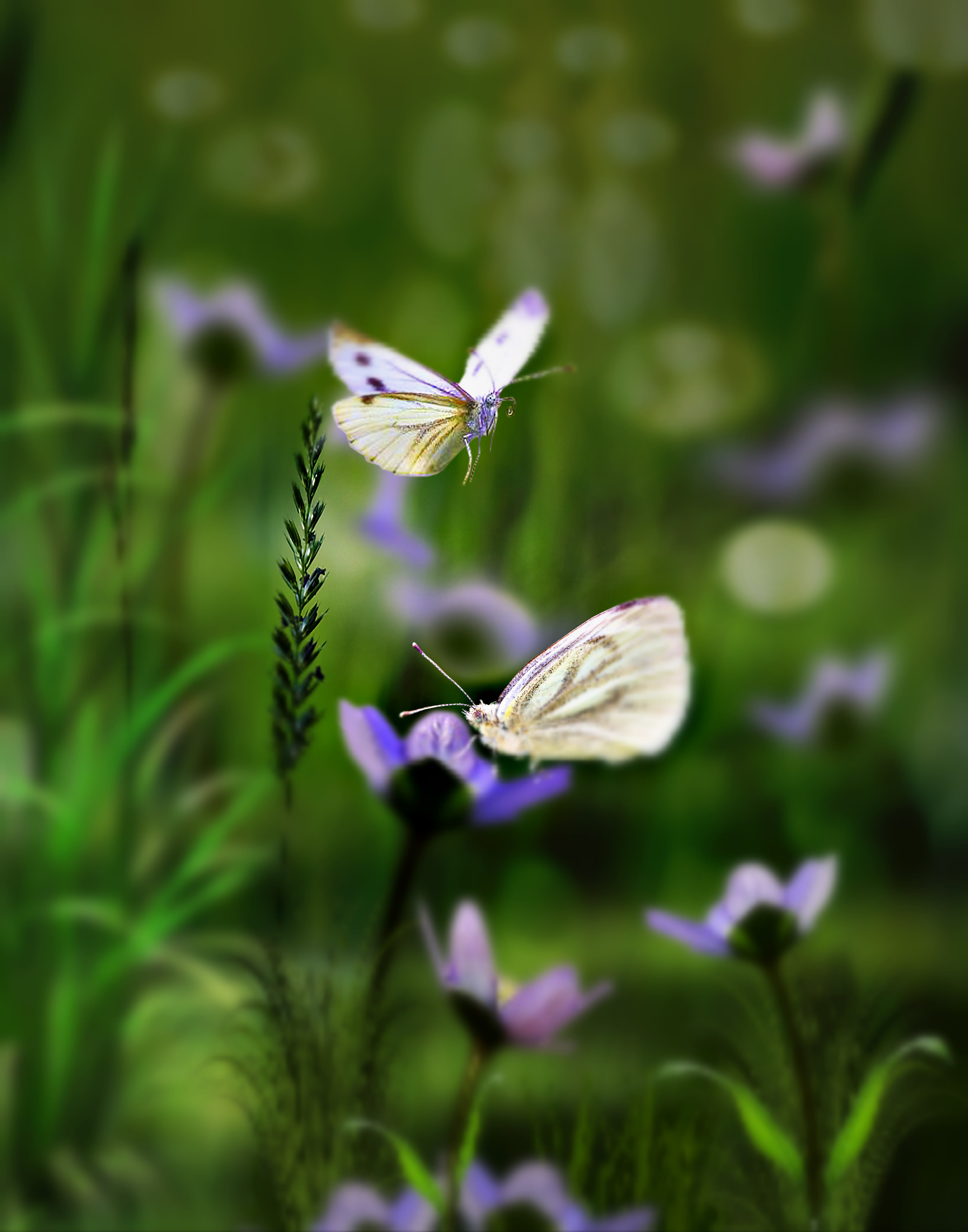Бабочки летают вокруг. Порхающие цветы. Порхание бабочки. Порхающие бабочки. Порхающие цветы бабочки.