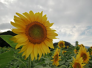 Sunflower fields during day time