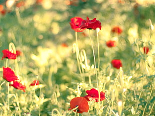 selective blur photography of bed of red petaled flowers HD wallpaper