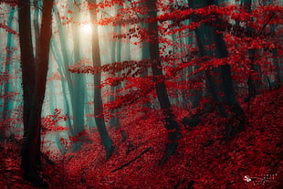 red and white floral textile, fantasy art, trees, forest