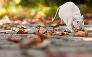 tilt photography of walking white rat