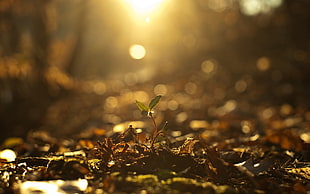 close-up photography of green plant HD wallpaper