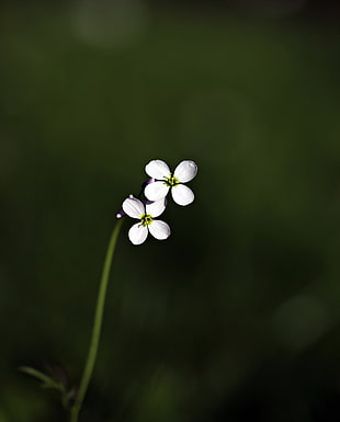 shallow photography on white flowers during daytime