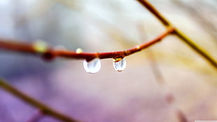 close-up photography of plant stem with dew, closeup, water drops, plants