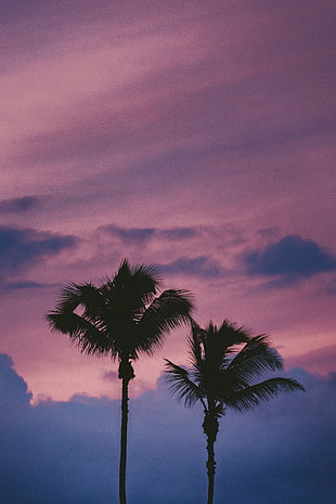 two palm trees, Palms, Clouds, Trees HD wallpaper