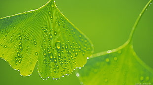 close up photography of green leaf