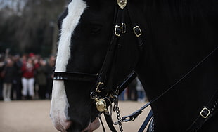 macro shot of black and white horse
