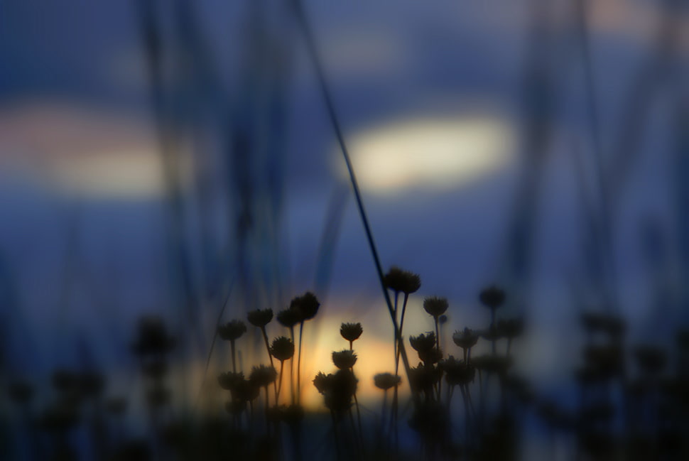 silhouette of flowers during night time HD wallpaper