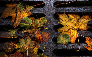panoramic photo of dried leaves on gray metal manhole cover