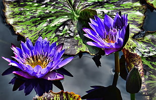 purple water Lilly flowers