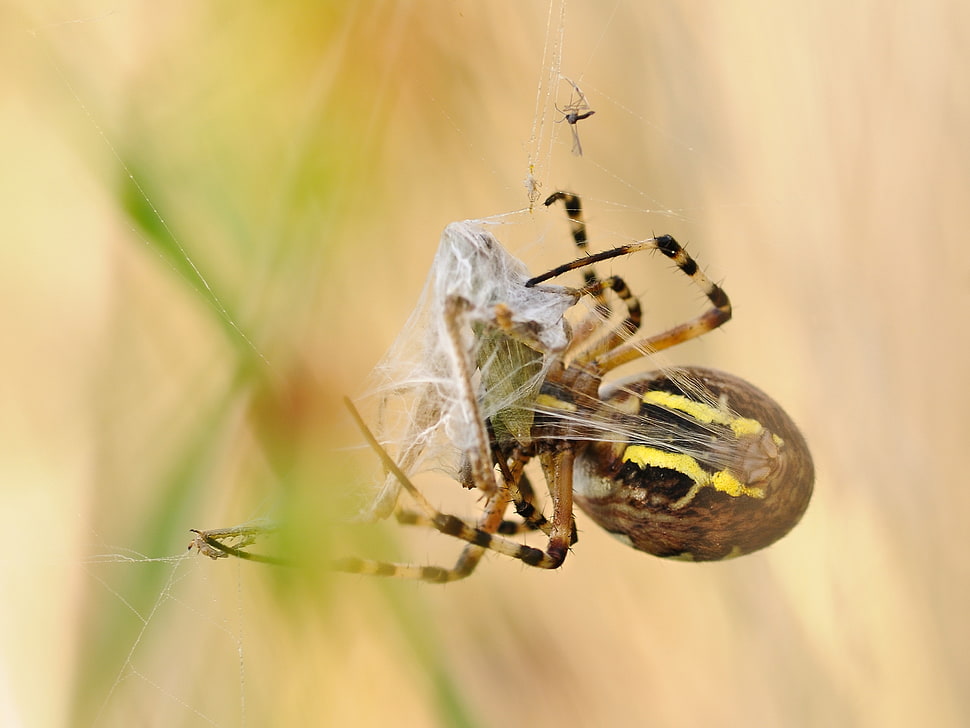 brown and yellow spider HD wallpaper