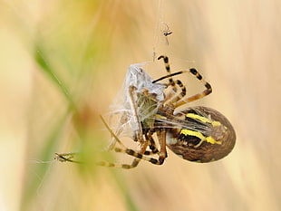 brown and yellow spider