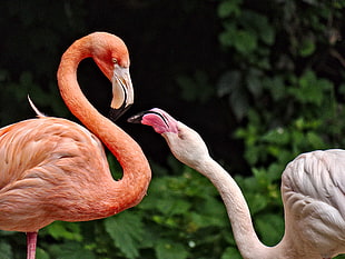 selective focus photography of two Flamingos looking each other during day time