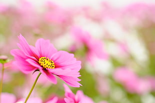 macro photography pink flower HD wallpaper
