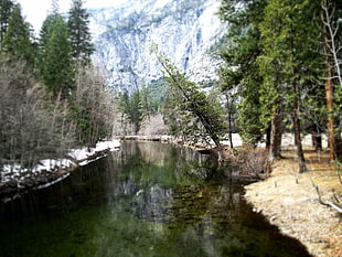 green leafed tree, landscape, California, Yosemite National Park HD wallpaper