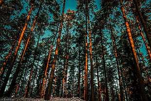 photo of forest at night