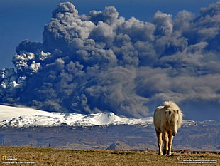 beige horse, National Geographic, volcano, ash, Iceland