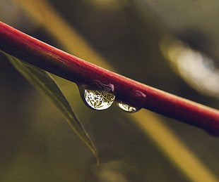 red and black framed eyeglasses, photography, nature, water drops, macro