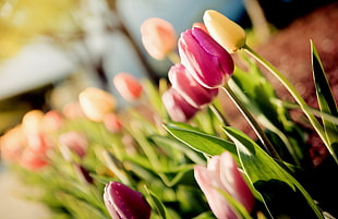 selective photo of tulips