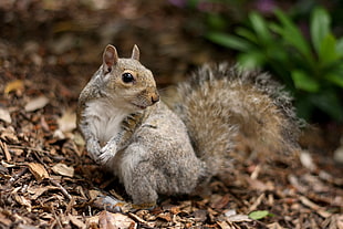 grey and brown squirrel on pile of brown chipped wood