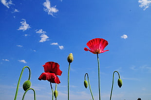 red poppies painting HD wallpaper