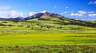 green grass field near mountain under blue sky during daytime, yellowstone