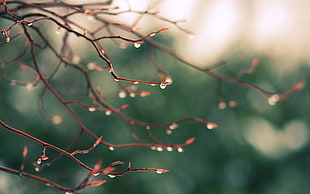 selective photo of brown plant with water dew during daytime