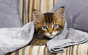 short-fur beige and black kitten covered with gray textile between two gray throw pillows