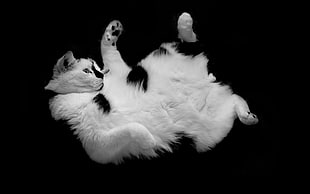 white and black short coated cat HD wallpaper