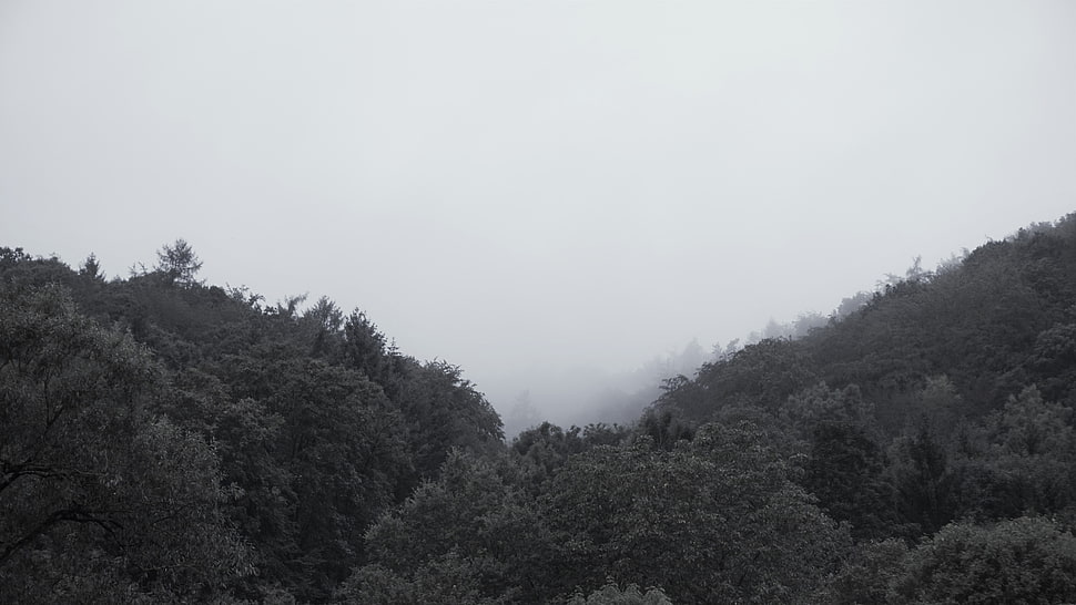 white and black fur area rug, mist, forest HD wallpaper